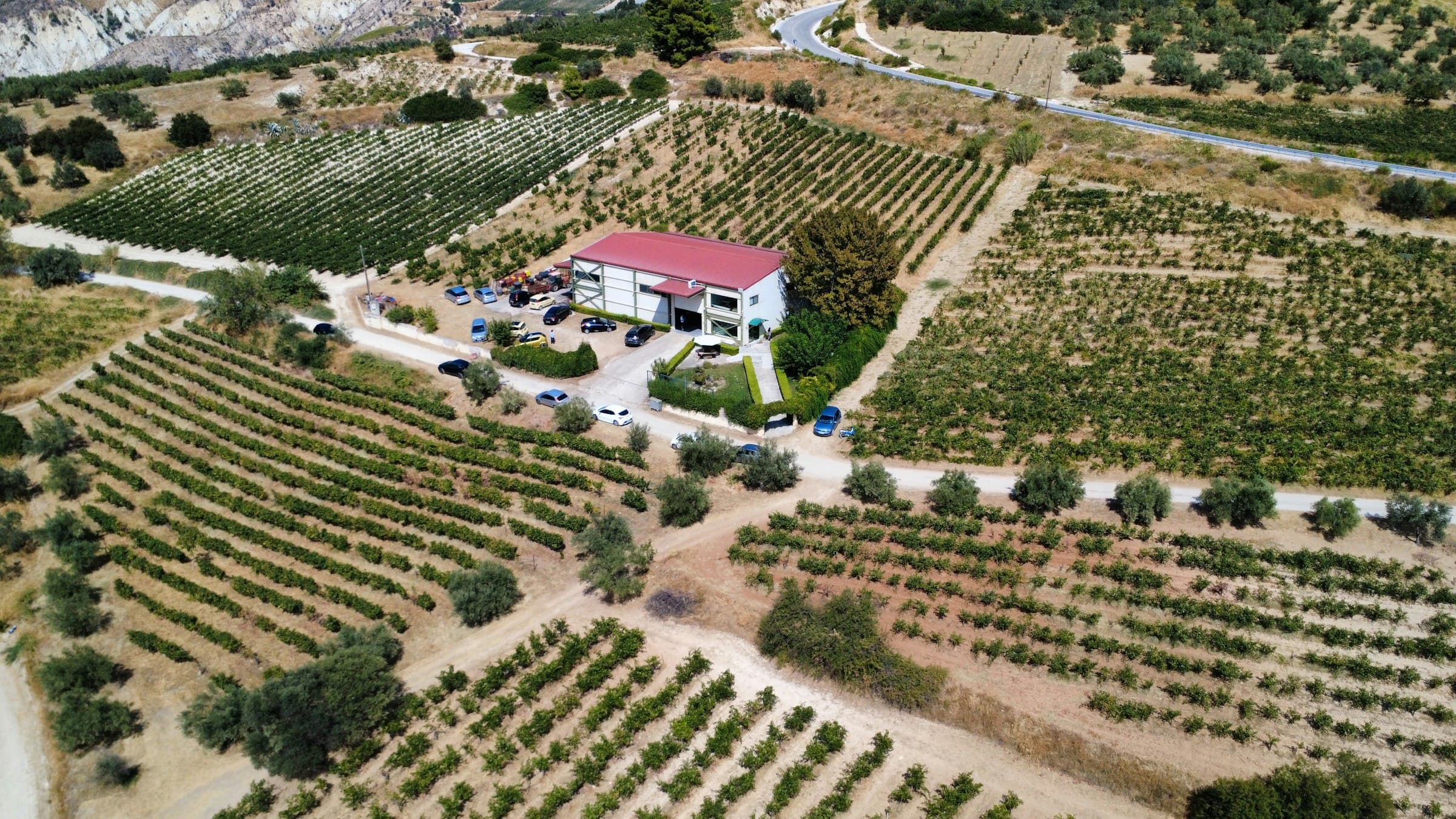 The vineyards of Attica from above